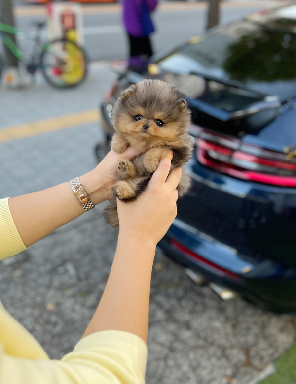 강아지 썸네일