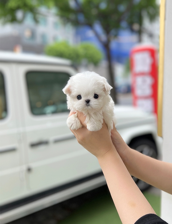 강아지분양 썸네일