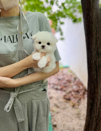 강아지분양 썸네일