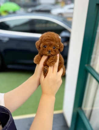 강아지분양 썸네일