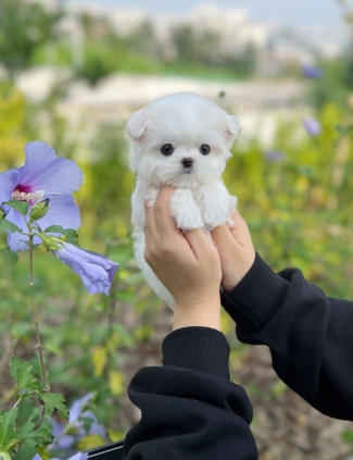 강아지분양 썸네일